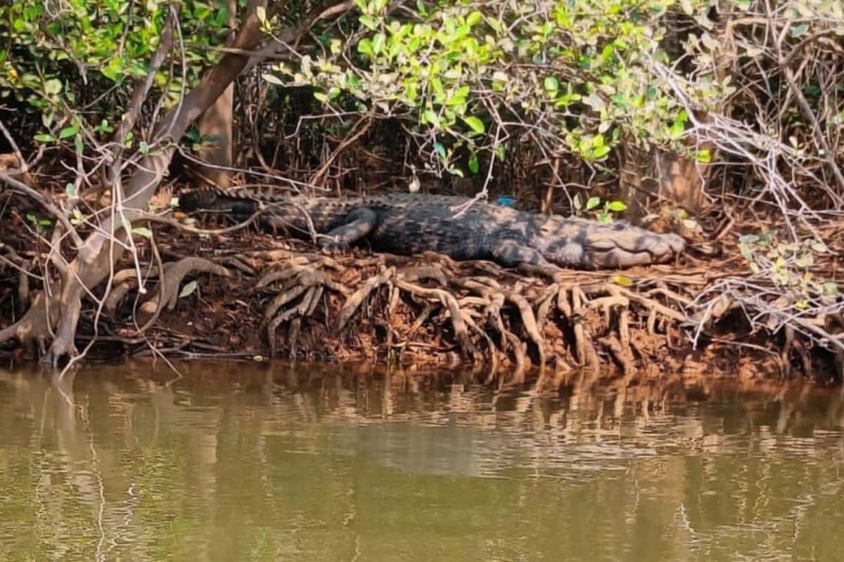 Divar Island Day Tour